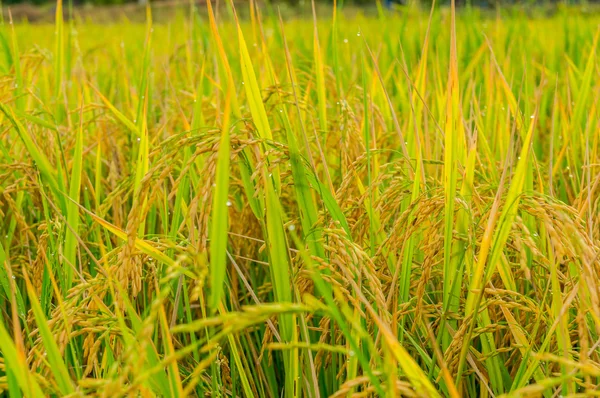 Rice fiel — Stock Photo, Image