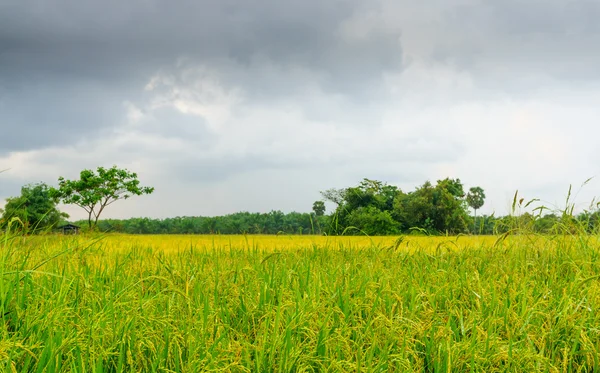 Rice field with cloud backgroun — Stock Photo, Image