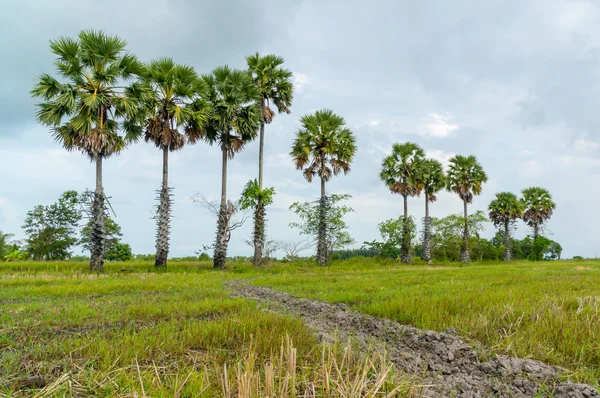 Rice field with palmyra palm backgroun — Stock Photo, Image