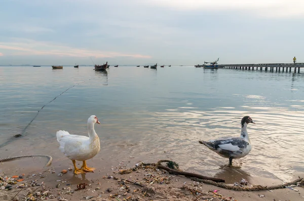 Patos en la playa — Foto de Stock