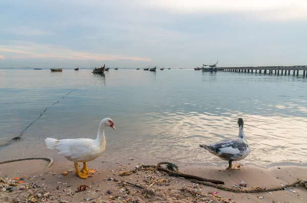 Patos en la playa — Foto de Stock