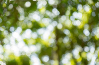 Yeşil bokeh defocus ağaçlardan abtracts arka plan sanat