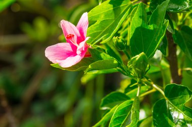 closeup hibiscus çiçek