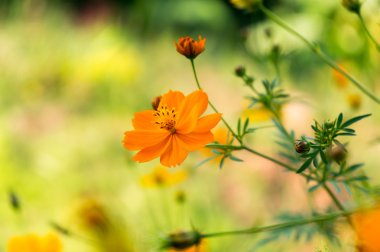 Turuncu cosmos çiçek