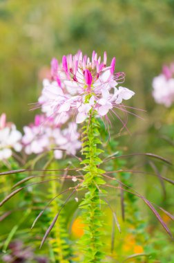pembe ve Beyaz örümcek çiçeği (cleome hassleriana) Bahçe