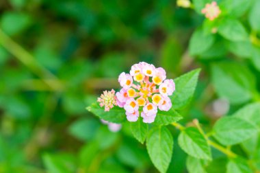 Yaz çiçek serisi, güzel Lantana camara