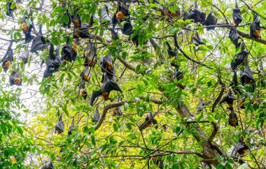 Yarasa, Lyle'nın uçan tilki (Pteropus lylei) ağaç üzerinde asılı