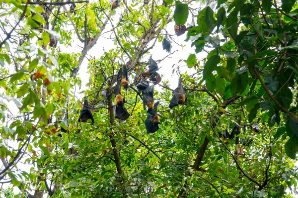 Murciélago, zorro volador de Lyle (Pteropus lylei) — Foto de Stock