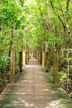 Mangrov orman Kung Krabaen Bay Chanthaburi Province, Tayland