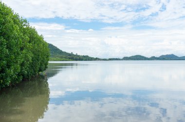 Mangrov orman Kung Krabaen Bay Chanthaburi Province, Tayland