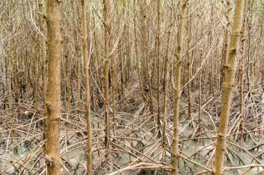 Mangrov orman Kung Krabaen Bay Chanthaburi Province, Tayland