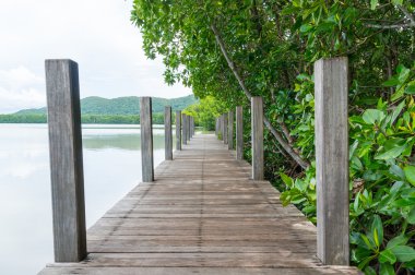 Mangrov orman Kung Krabaen Bay Chanthaburi Province, Tayland