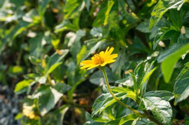 küçük sarı yıldız