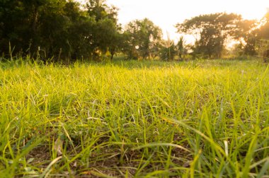 Seçici odak ile çim arka plan