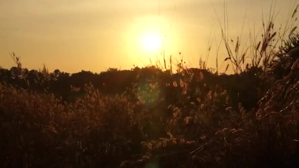 狼尾草 pedicellarum 杂草植物花在风中 — 图库视频影像