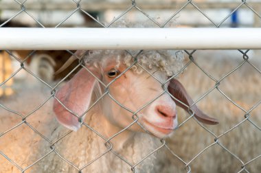 Kafes arkasında koyun