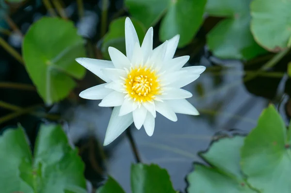 Flor de loto blanco en estanque —  Fotos de Stock