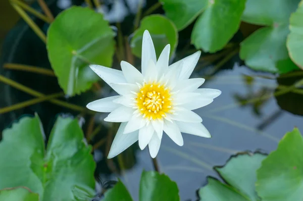 Flor de loto blanco en estanque — Foto de Stock