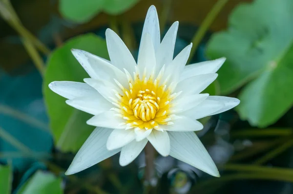 Белый цветок лотоса в пруду — стоковое фото