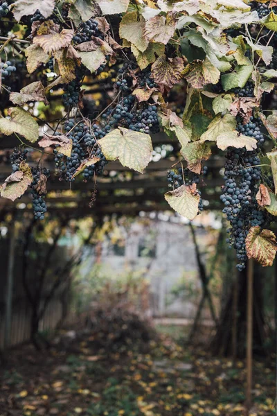 Uvas Sobreamadurecidas Vinhas Pequena Família Colheita Outono Para Produção Vinho — Fotografia de Stock