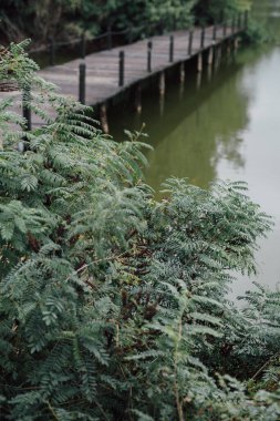 Güzel bir akasya yaprağı ve huzurlu kırsal gölü yansıtan ahşap bir güverte. Balıkçılık ve eğlence için yeşil arazisi olan bir çiftlik. Açık hava yaşam tarzı, vahşi doğa tatili..