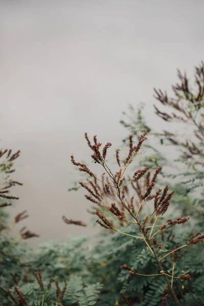 Beautiful Peaceful Nature Background Greenery Foliage Lake Early Morning Fog Stock Photo