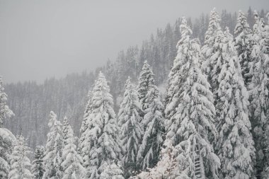 Kış manzarası: Karla kaplı köknar ormanı sisli bir günde, sabahın erken saatlerinde. Kış sporları ve eğlence için soğuk mevsim seyahatleri. 