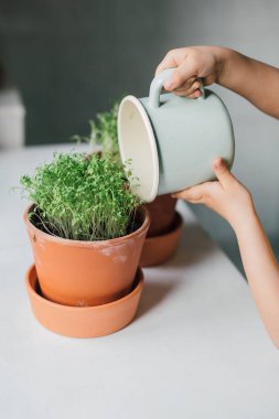 Seramik kapta çocuk elleriyle sulanan taze yeşil tereler. Çocuk evdeki bitkilere bakıyor. Çocuklar için bahar etkinliği. Seçici odaklı samimi bir tarz. Kapalı alanda bahçıvanlık hayatı.