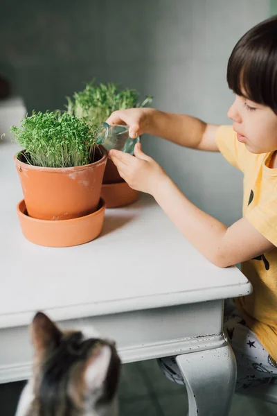 Young cress sprouts in ceramic pot are watered by small child. Real kid learning to grow plants at home. Indoor garden lifestyle. Authentic and candid style with selective focus.