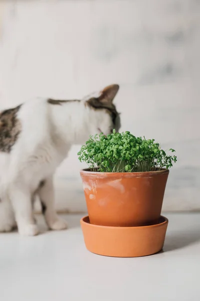 Young cress sprouts in ceramic pot with curious cat smelling them in background. Indoor gardening lifestyle. Authentic candid style with selective focus.