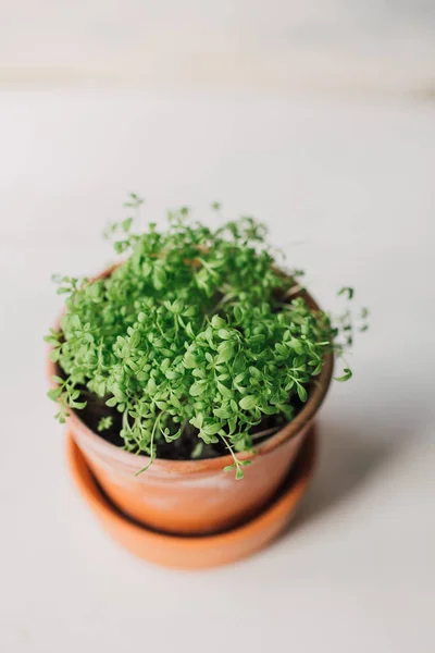 Green garden cress shoots in terracotta pot with selective focus. Healthy home grown herb rich in vitamins and minerals. Pepper grass sprouts on white, with copy space. Indoor gardening lifestyle.