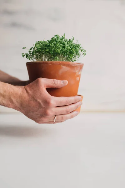 Man Hands Holding Green Garden Cress Tunas Terracotta Pot Selective — Stok Foto