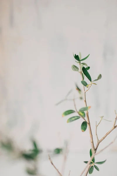 Green Leaves Young Branches Indoor Olive Tree Selective Focus Copy Stock Photo