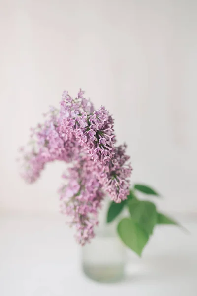 Purple Blossom Lilac Branch Glass Vase White Background Garden Flowers Stock Picture