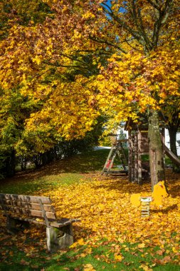 Sonbaharda Avusturya 'da bir parkta renkli yapraklar