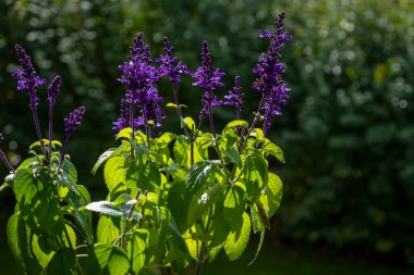 Avusturya 'da balkonda mavi ve mor adaçayı