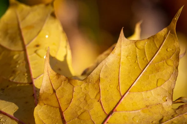 Closeup Details Colorful Leaves Autumn Austria — Stock Photo, Image