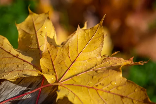 오스트리아 가을에 울긋불긋 낙엽을 자세히 들여다봄 — 스톡 사진
