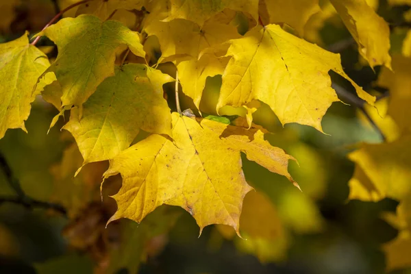 오스트리아 가을에 울긋불긋 낙엽을 자세히 들여다봄 — 스톡 사진