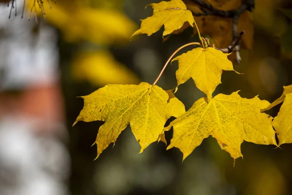 Nahaufnahme Mit Details Bunter Blätter Herbst Österreich — Stockfoto