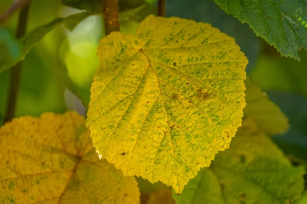 Primer Plano Con Detalles Hojas Coloridas Otoño Austria — Foto de Stock