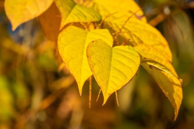 Sonbahar mevsiminde ağaçta renkli yapraklar