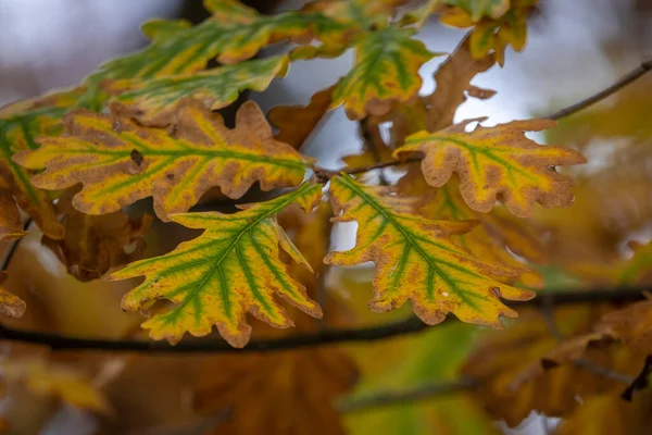 Bunte Blätter Baum Zur Herbstzeit — Stockfoto