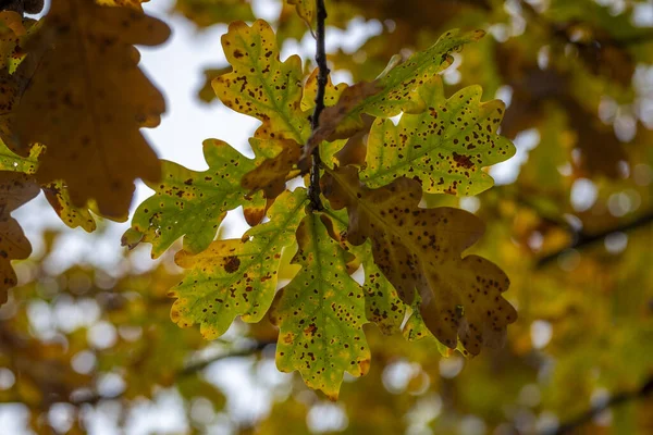 秋の紅葉の季節 — ストック写真