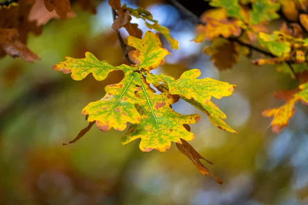 Bunte Blätter Baum Zur Herbstzeit — Stockfoto