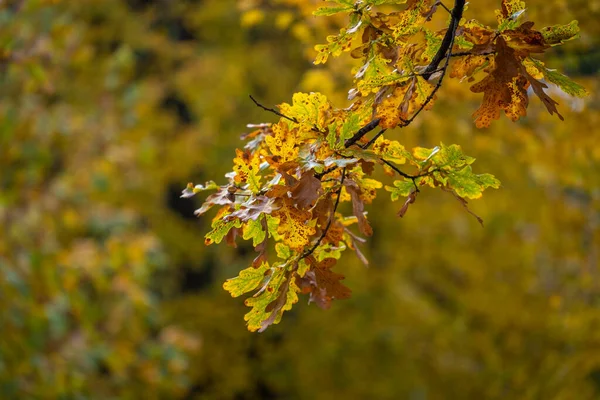 Bunte Blätter Baum Zur Herbstzeit — Stockfoto