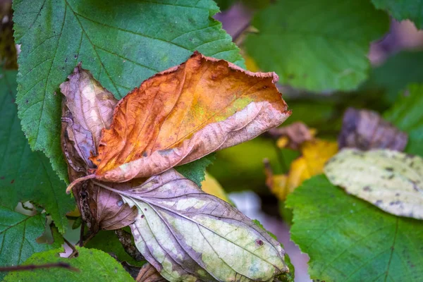 Colorful Leaves Tree Autumn Season — Stock Photo, Image