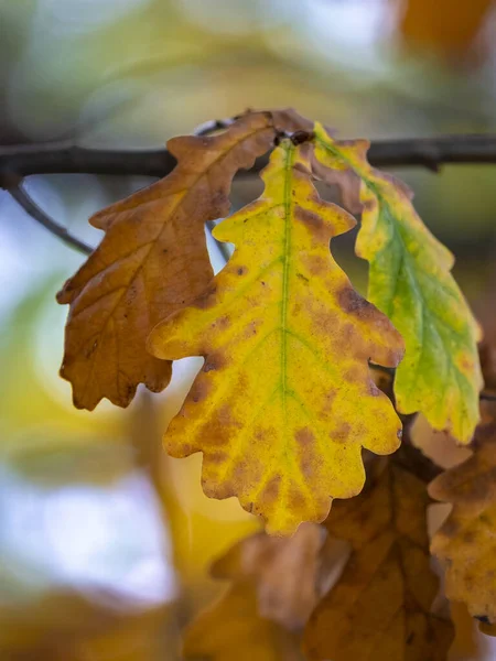 Bunte Blätter Baum Zur Herbstzeit — Stockfoto