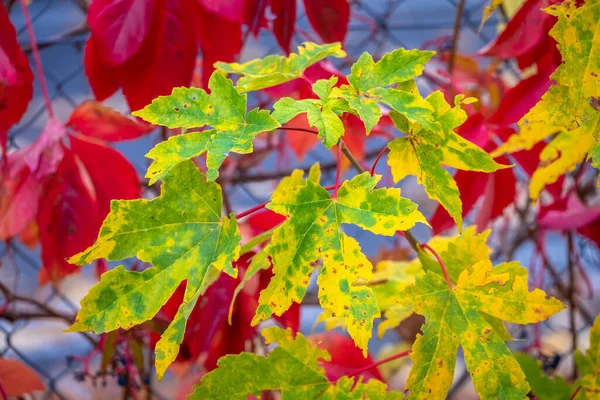 Bunte Blätter Baum Zur Herbstzeit — Stockfoto