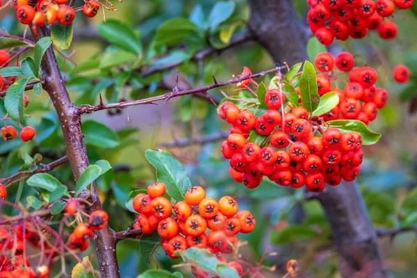 Red Rowan Berries Tree — Stock Photo, Image